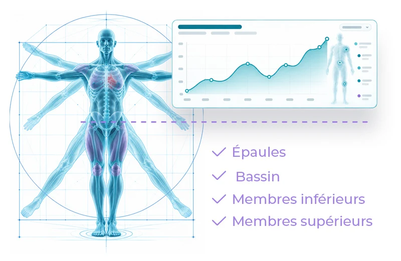 Analyse des proportions P2R : épaules, bassin, membres